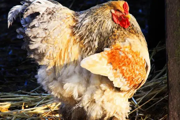 Photo of Close up of funny dancing hen spreading wings