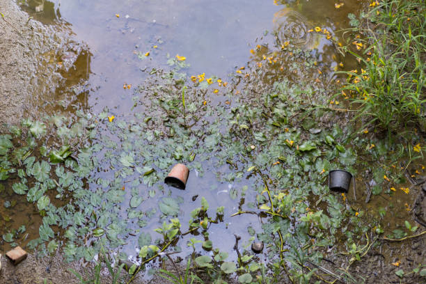 the abandoned plastic pots leave in the pond with a lots small leaves