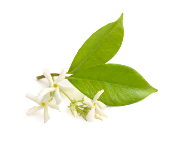 istock White Jasmine or Jasminum flowers. isolated on white background 1171147791
