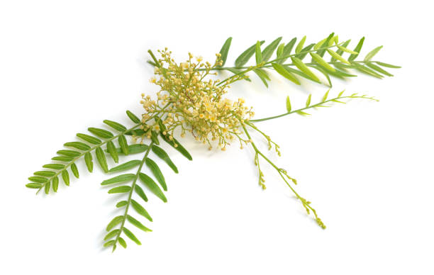 istock Flowering shinus molle. Peruvian pepper, American pepper, Peruvian peppertree, escobilla 1171148762