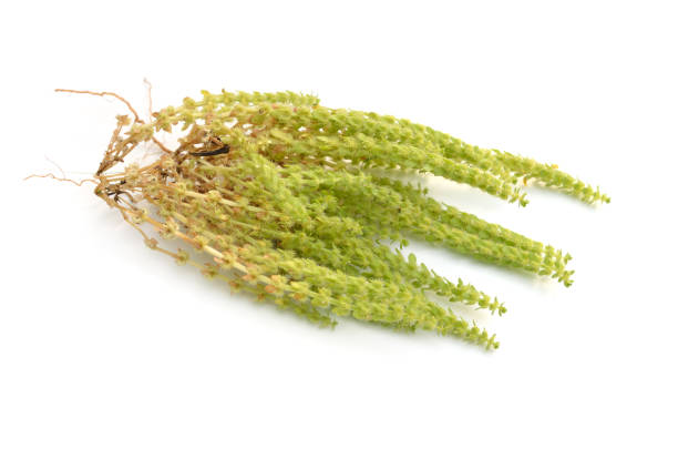 istock Valantia muralis plant. Isolated on white background 1171148876