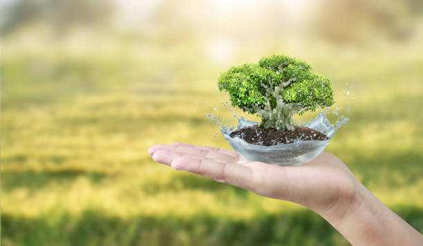 istock Close up of human hands holding sprout 1171150068