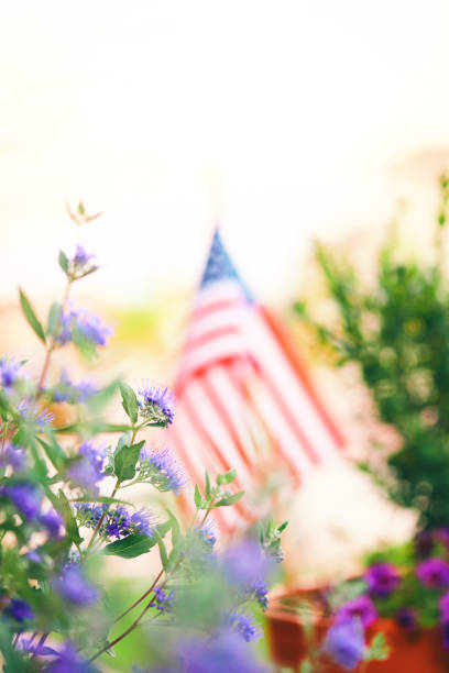 istock American flag background. Purple flowering plants framing backlit flag 1171150152