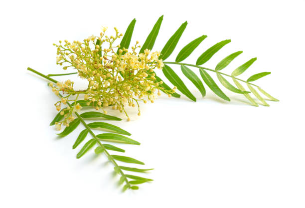 istock Flowering shinus molle. Peruvian pepper, American pepper, Peruvian peppertree, escobilla 1171150395