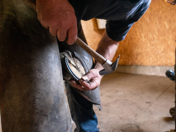 istock A farrier fitting a new horseshoe 1171151174
