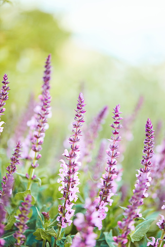 Pink salvia plants with soft bokeh