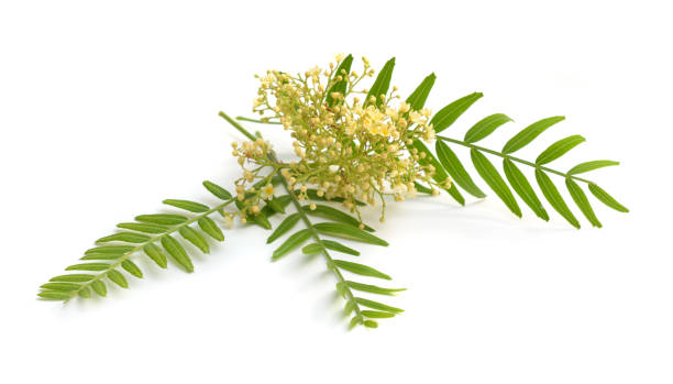 istock Flowering shinus molle. Peruvian pepper, American pepper, Peruvian peppertree, escobilla 1171151906