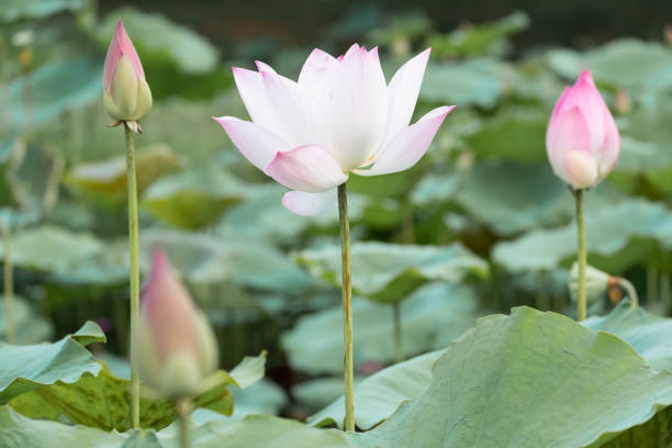 istock beautiful water lily bloom in pond 1171152305