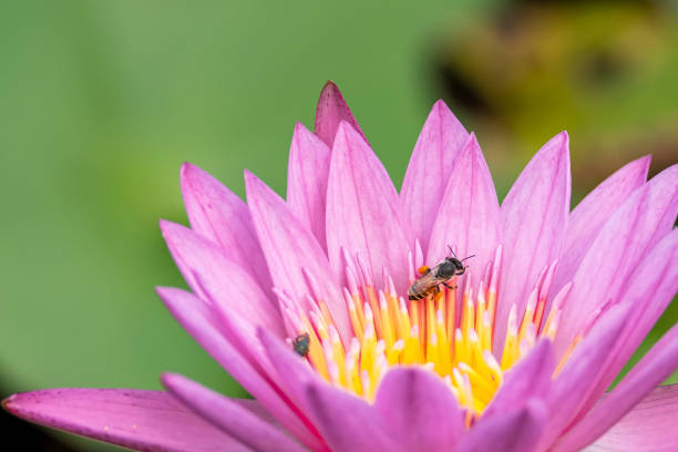 istock beautiful water lily bloom in pond 1171152309