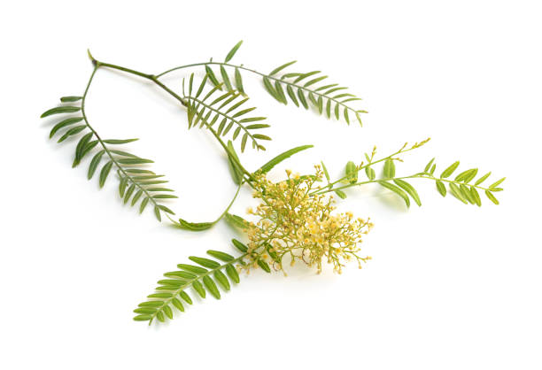 istock Flowering shinus molle. Peruvian pepper, American pepper, Peruvian peppertree, escobilla 1171152424