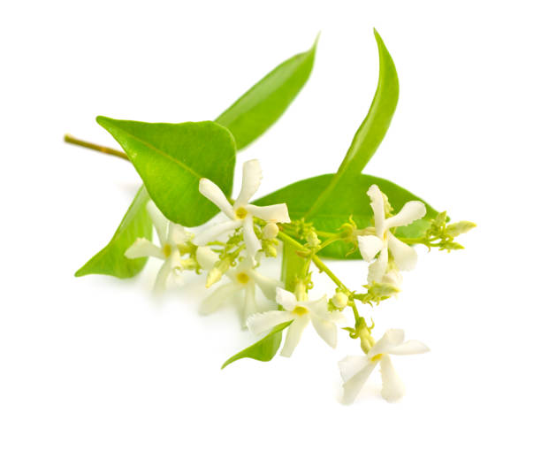 istock White Jasmine or Jasminum flowers. isolated on white background 1171152494