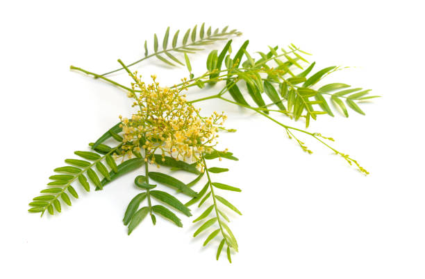 istock Flowering shinus molle. Peruvian pepper, American pepper, Peruvian peppertree, escobilla 1171152670