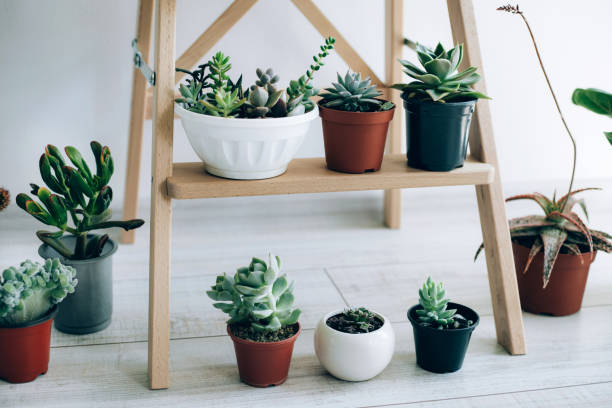 istock Folding ladder used as shelves for plants against white wall. 1171156631