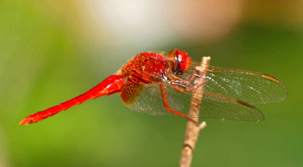 istock beautiful red dragonfly and green background 1171158253