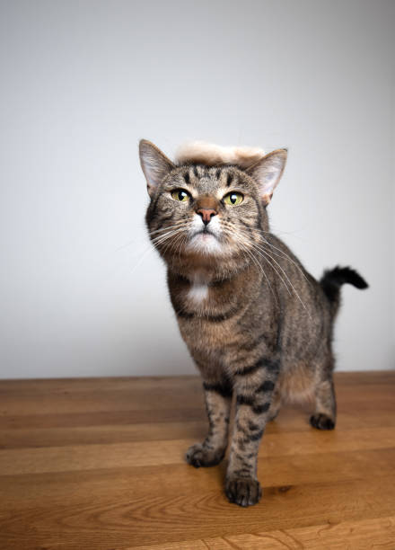 istock funny cat portrait 1171159725