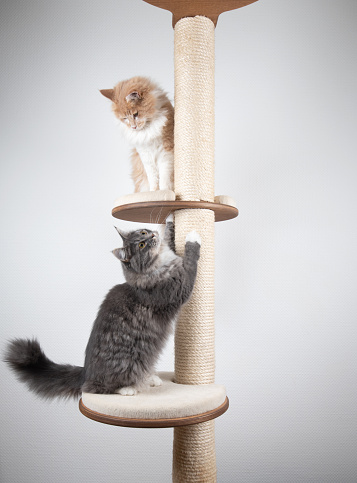 two playful young maine coon cats on scratching post playing with each other in front of white background with copy space. One cat is looking up the other cat is looking down