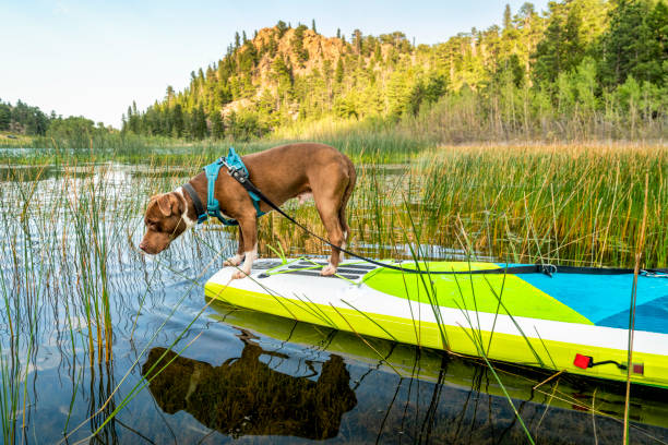 istock pit bull dog on stand up paddleboard 1171160415