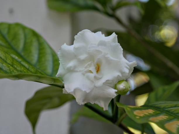 istock White flowers in the garden 1171160638
