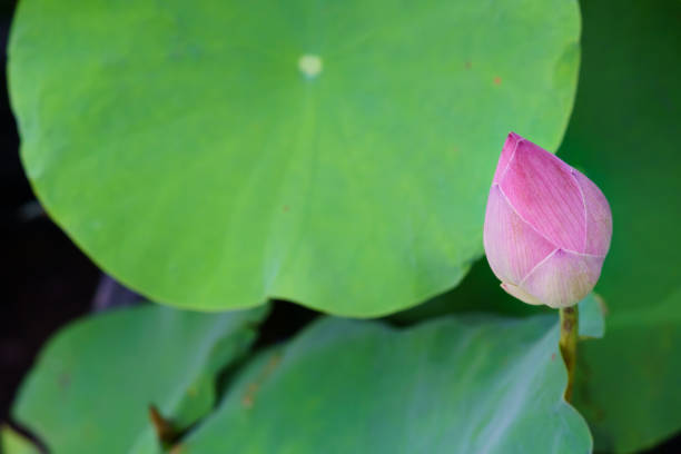 único lótus de água lírio fundo da flor textura fim acima - lotus pink petal closed - fotografias e filmes do acervo