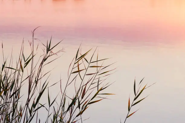 Wild sedges growing in the shore of a lake at sunset