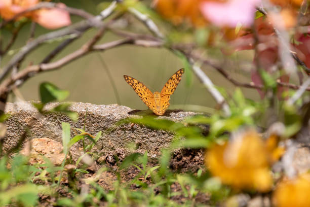 Beautiful Butterfly on a Flower on Sri Lanka