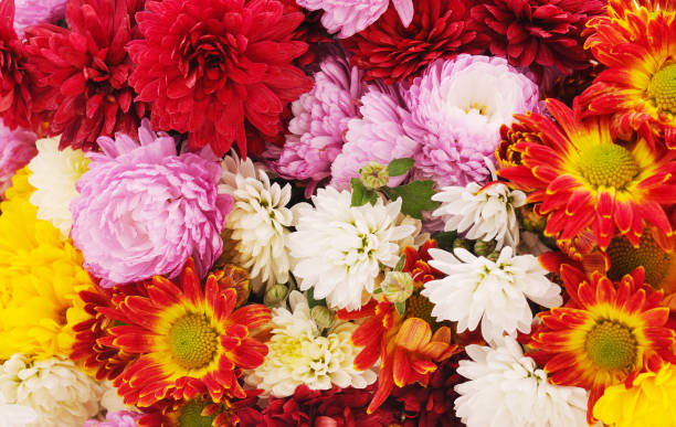 istock Many beautiful flowers. 1171161923