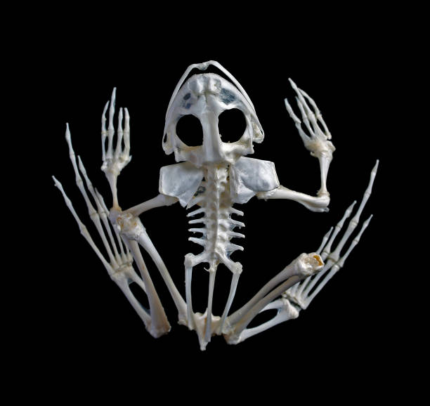 istock Skeleton of a frog 1171161956