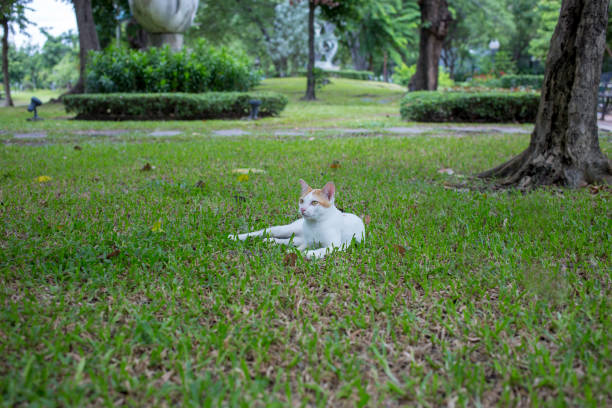 A white cat is playing on the grass Background and trees