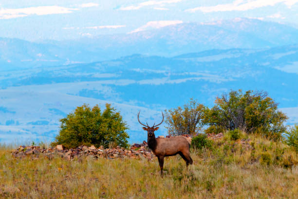 istock Lone Bull Elk in the Rockies 1171162118