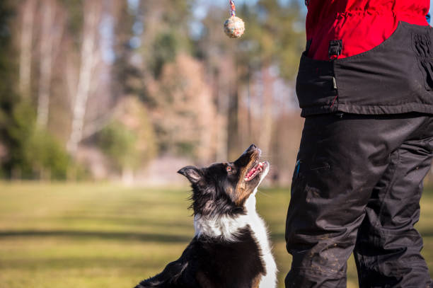 istock Border collie focusing on toy 1171162235