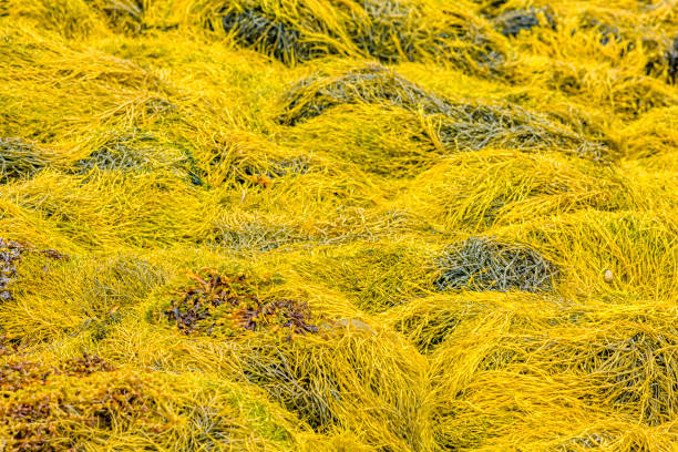 istock Maritime province of Nova Scotia 1171162375