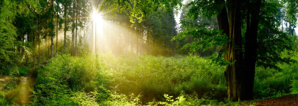 istock Sun rays in a foggy forest 1171164024