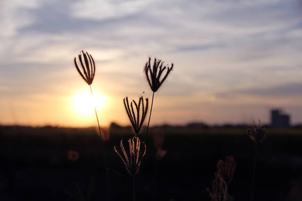 istock Paddy field in the urban area 1171164115