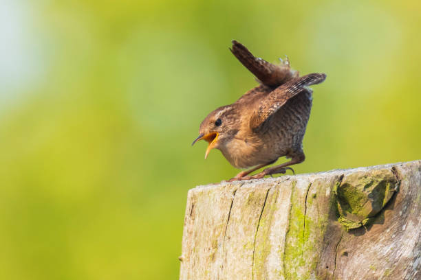 istock Eurasian Wren bird (Troglodytes troglodytes) display, singing and mating during Springtime season 1171164333