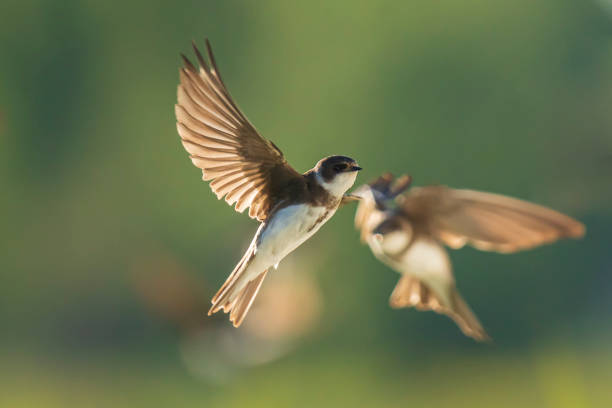 Sand martin, bank swallow Riparia riparia in flight nesting stock photo