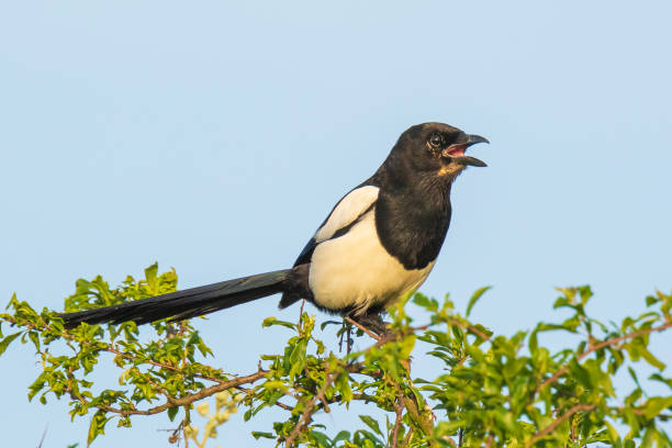 istock Eurasian magpie or common magpie Pica pica perched in a tree 1171164355