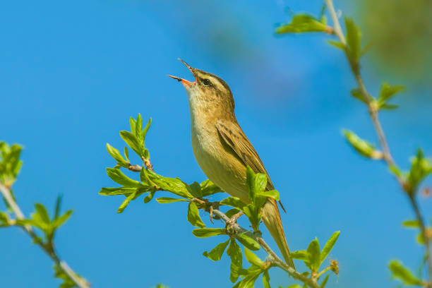 istock Sedge Warbler, Acrocephalus schoenobaenus, singing 1171164361