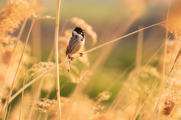 istock Singing bird in the reeds during sunset 1171164371