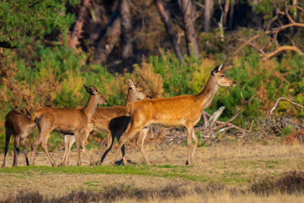 istock Female Red Deer doe or hind, Cervus elaphus 1171164379