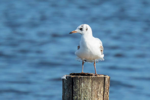 istock Black-headed gull, Chroicocephalus ridibundus perched on a pole 1171164418