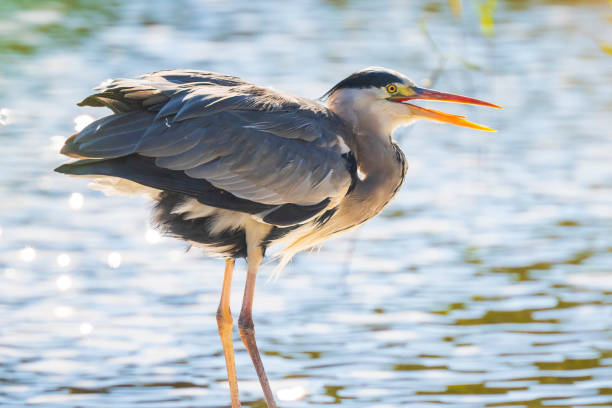 istock Great blue heron Ardea herodias hunting in a lake 1171164429