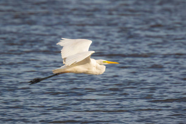 istock Great egret Ardea alba waterfowl closeup 1171164460