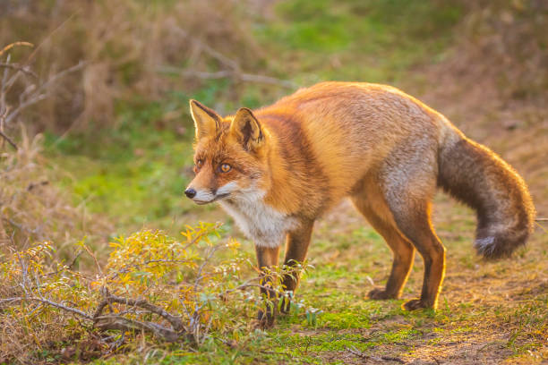 istock Wild red fox Vulpes Vulpes scavenging in a green meadow 1171164461