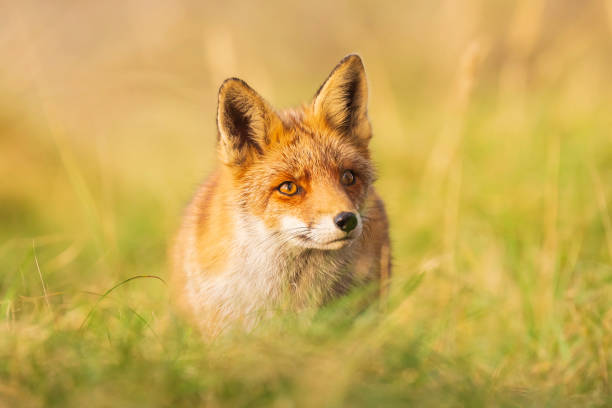 istock Wild red fox Vulpes Vulpes scavenging in a green meadow 1171164462