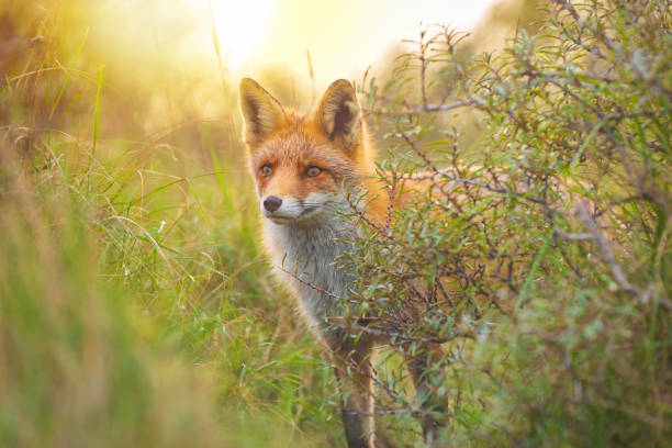 istock Wild red fox Vulpes Vulpes evening sunset 1171164475