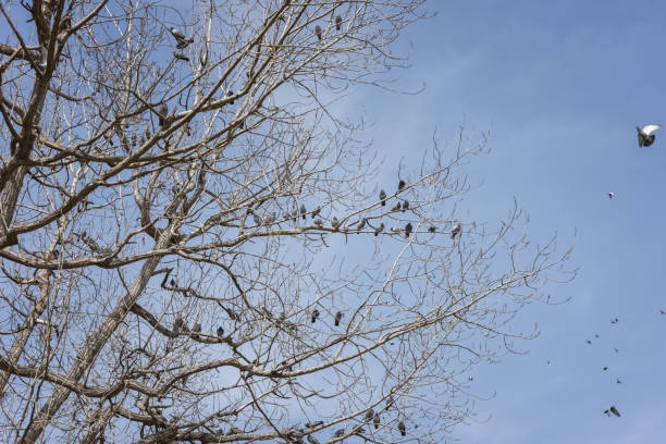 istock Flock of pigeons perched on a tree 1171164589