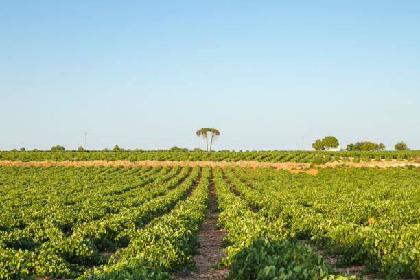 istock Green vineyard in Castilla La Mancha, Spain 1171164630
