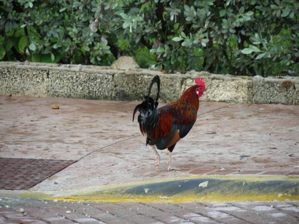 istock Chicken and rooster photos 1171165507