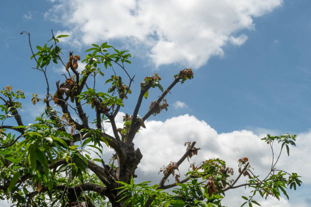 istock The mango tree has been cut branches off against the blue sky and the clouds background. 1171165516