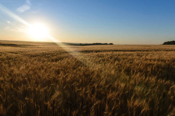 istock image of a wheat field at sunrise 1171165663
